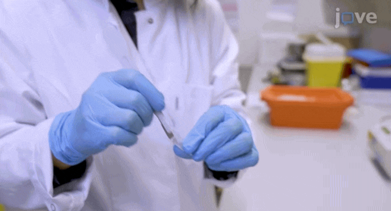 BrRN gif 1