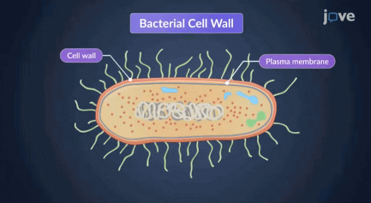 Core Microbiology - 2.3 _ Bacterial Cell Wall