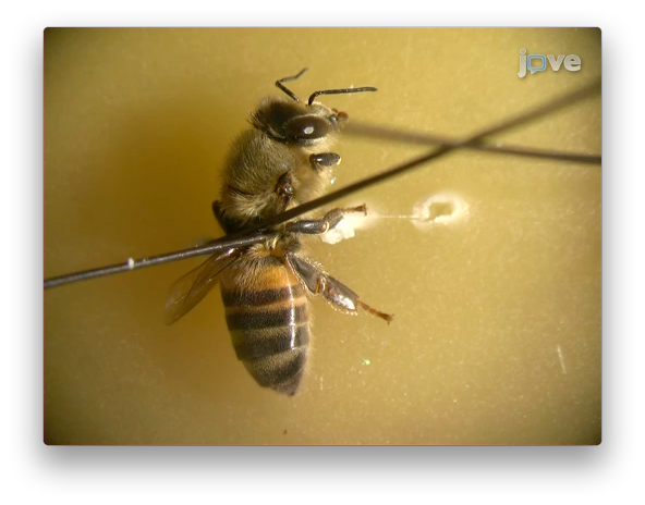 50446-Honey-Bee