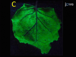 Expression of GFP in syringe agroinfiltrated leaves, from the video article "Efficient Agroinfiltration of Plants for High-level Transient Expression of Recombinant Proteins"