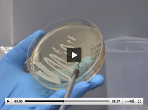 (3:38) Yeast cells must be prepared by first picking a colony from an agar plate and amplifying the colony in yeast extract peptone dextrose medium, abbreviated YPD - a complete medium for yeast growth.