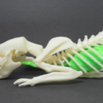 3D Printing of Living Anmials