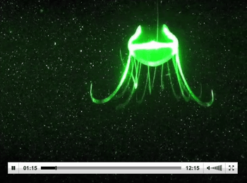 ...and in this image of a jellyfish expressing a fluorescent protein.