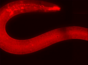 C. elegans are particularly well suited for studying the neurological diseases of aging such as Alzheimer’s, Parkinson’s and ALS because of the fast life cycle and well defined nervous system of the animal.