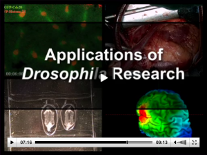 (7:12) Work in Drosophila has many important applications, ranging from genetics to human disease. 