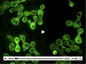 Most S. cerevisiae vectors, carriers of a DNA sequence of interest, are shuttle vectors. This allows molecular cloning to be performed in E. coli, say to incorporate the gene for green fluorescent protein from jellyfish into a shuttle vector, which can be introduced in yeast to make them glow.