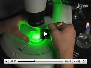 In this video-article, the authors use a transgenic worm expressing human associated genetic risk factors for Parkinson’s disease as a model to study neurodegeneration.