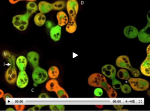 The yeast cell cycle and touched base on the asexual and sexual reproduction life cycles of this specie. Thanks for watching, and don’t forget about your shmoo!