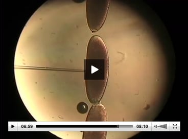 Drosophila Embryo Larva