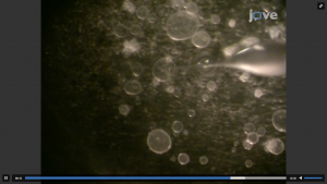 Organoids as Model for Infectious Diseases: Culture of Human and Murine Stomach Organoids and Microinjection of Helicobacter Pylori