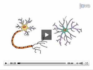 AN image taken from the Drew Lab's JoVE video, Growth and Differentiation of Adult Hippocampal Arctic Ground Squirrel Neural Stem Cells.