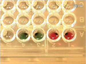 Dr. Rubin's JoVE Video Article - Part 3