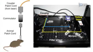 In vivo Optogenetic Stimulation of the Rodent Central Nervous System