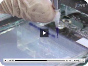 Lee et al (2012)- Gel Electrophoresis