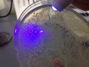 (Kate Consavage) took in the Experimental Biology course when she was using a UV lamp to scan a plate of E. coli for colonies expressing the green fluorescent protein