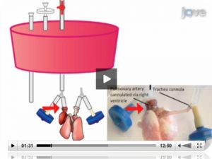 Calle et al. (2011) - 'A Procedure for Lung Engineering'