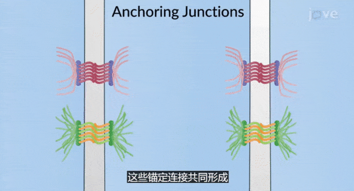 chrome-capture-2025-11-13-ezgif.com-optimize