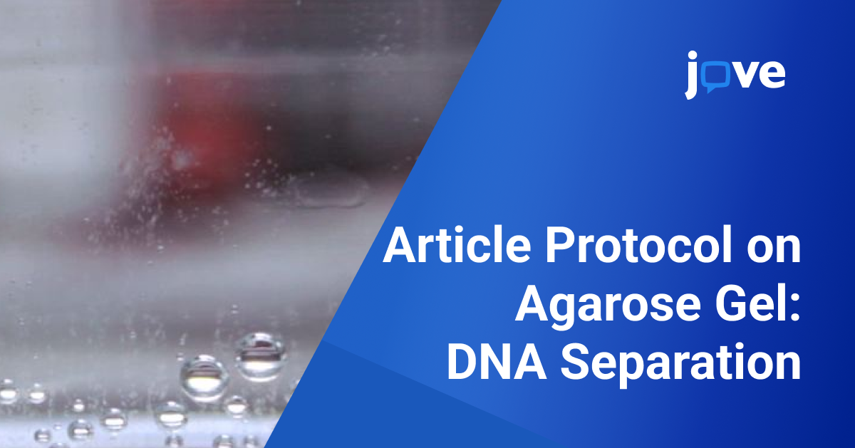 Mastering Agarose Gel Electrophoresis for DNA Separation
