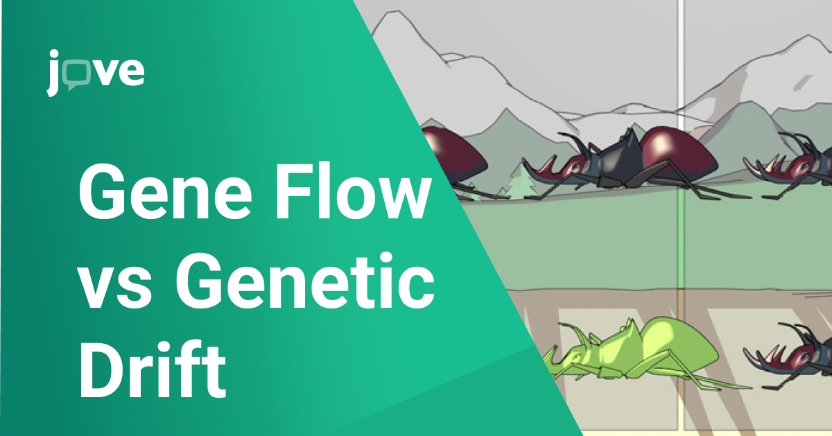 Gene Flow vs Genetic Drift: Key Differences