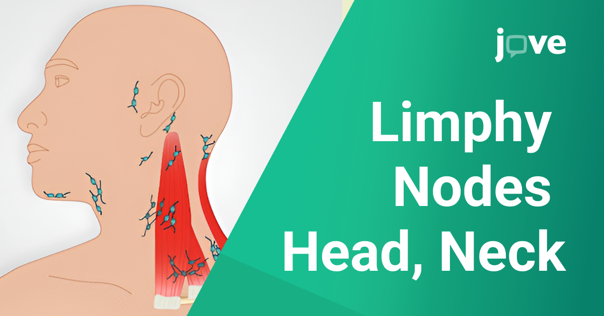 Are Lymph Nodes of Head, Neck and Axillary Palpable?