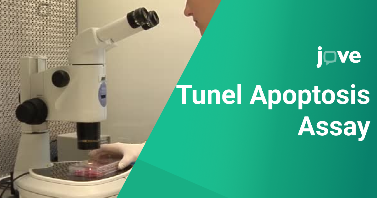 Tunel Apoptosis Assay Protocol: understanding kits, applications, principles and benefits