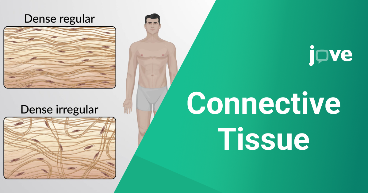 Understanding Dense Irregular Connective Tissue