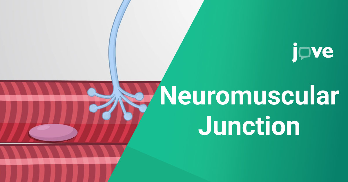 Neuromuscular Junction: key student guide