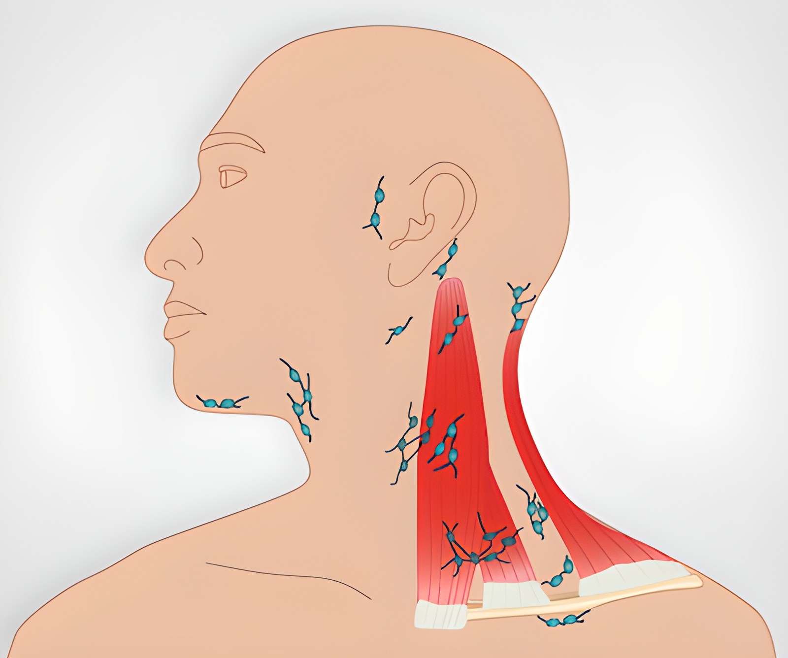 Explore Lymph Nodes: Head, Neck, Axillary: Physical Palpable examination